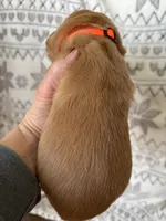 Mr Orange, a male Golden Retriever for sale in Geneseo, NY – Photo 6 of 6