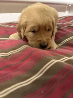 Mr Orange, a male Golden Retriever for sale in Geneseo, NY – Photo 2 of 6