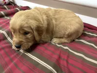 Mr Orange, a male Golden Retriever for sale in Geneseo, NY – Photo 3 of 6