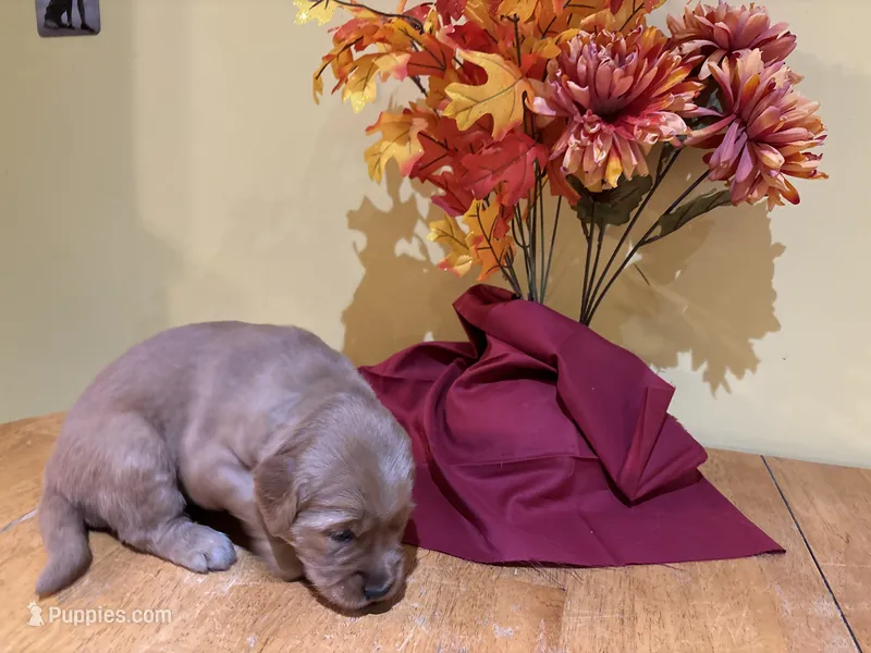 Miss Green – Golden Retriever puppy for sale in Geneseo, NY