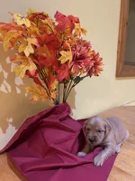 Miss Orange, a female Golden Retriever for sale in Geneseo, NY – 5 of 9
