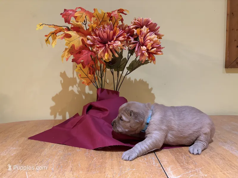 Miss Light Blue – Golden Retriever puppy for sale in Geneseo, NY