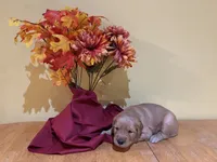 Miss Purple, a female Golden Retriever for sale in Geneseo, NY – 3 of 9