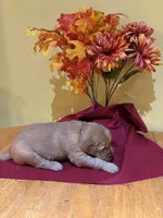Miss Lavender, a female Golden Retriever for sale in Geneseo, NY – 5 of 9