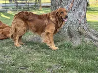 Miss Light Blue, a female Golden Retriever for sale in Geneseo, NY – 7 of 9