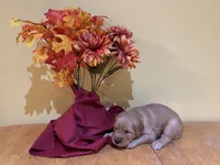 Miss Purple, a female Golden Retriever for sale in Geneseo, NY – 2 of 9