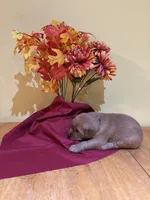 Miss Green, a female Golden Retriever for sale in Geneseo, NY – 4 of 9
