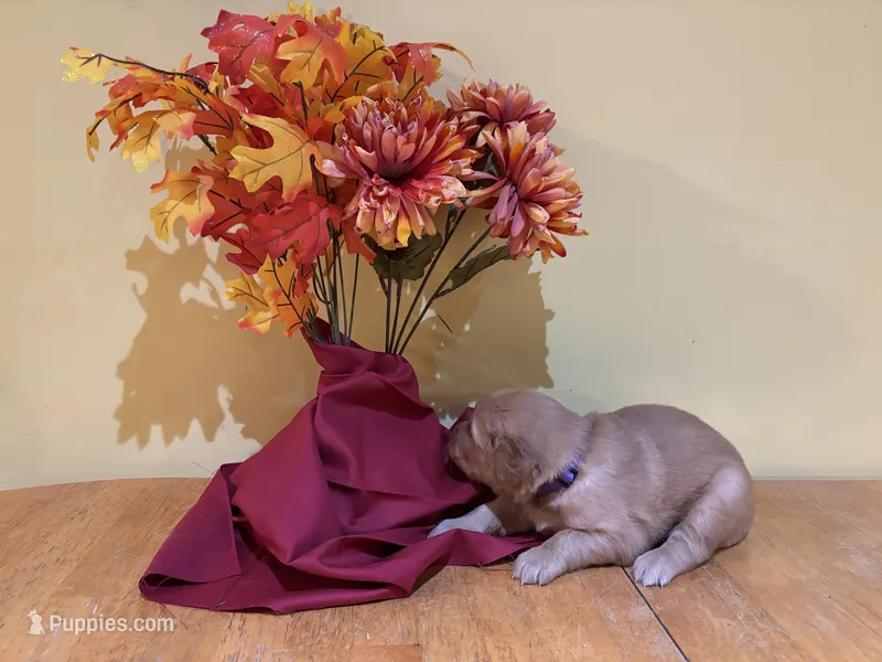 Miss Purple – Golden Retriever puppy for sale in Geneseo, NY