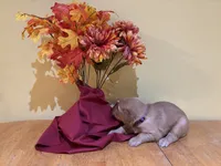 Miss Purple, a female Golden Retriever for sale in Geneseo, NY – 1 of 9
