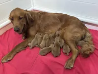 Miss Lavender, a female Golden Retriever for sale in Geneseo, NY – 9 of 9