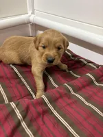 Mr Dark Green, a male Golden Retriever for sale in Geneseo, NY – Photo 2 of 6