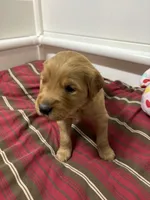 Mr Dark Green, a male Golden Retriever for sale in Geneseo, NY – Photo 3 of 6