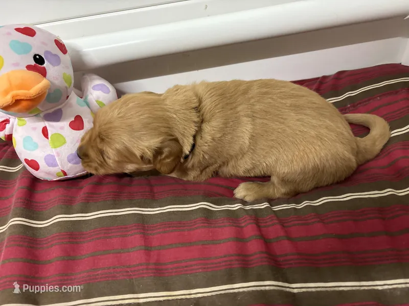 Mr Dark Green, a male Golden Retriever for sale in Geneseo, NY – Photo 1 of 6