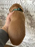 Mr Dark Green, a male Golden Retriever for sale in Geneseo, NY – Photo 6 of 6