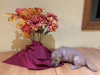 Miss Light Blue, a female Golden Retriever for sale in Geneseo, NY – 2 of 9