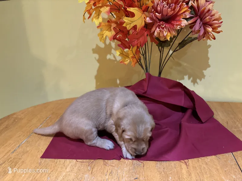 Miss Lavender – Golden Retriever puppy for sale in Geneseo, NY