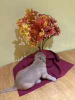 Miss Lavender, a female Golden Retriever for sale in Geneseo, NY – 2 of 9