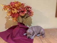 Miss Red, a female Golden Retriever for sale in Geneseo, NY – 3 of 9