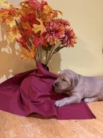 Miss Red, a female Golden Retriever for sale in Geneseo, NY – 4 of 9