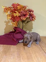 Miss Pink, a female Golden Retriever for sale in Geneseo, NY – 4 of 9