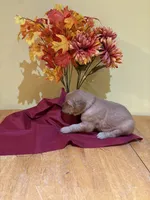 Miss Lavender, a female Golden Retriever for sale in Geneseo, NY – 4 of 9