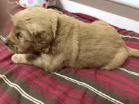 Mr Red, a male Golden Retriever for sale in Geneseo, NY – Photo 3 of 6