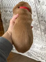 Mr Red, a male Golden Retriever for sale in Geneseo, NY – Photo 6 of 6