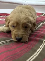 Mr Red, a male Golden Retriever for sale in Geneseo, NY – Photo 2 of 6