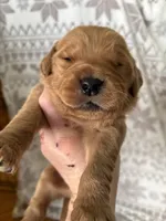 Mr Red, a male Golden Retriever for sale in Geneseo, NY – Photo 4 of 6