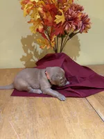 Miss Orange, a female Golden Retriever for sale in Geneseo, NY – 2 of 9