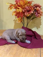 Miss Lavender, a female Golden Retriever for sale in Geneseo, NY – 3 of 9