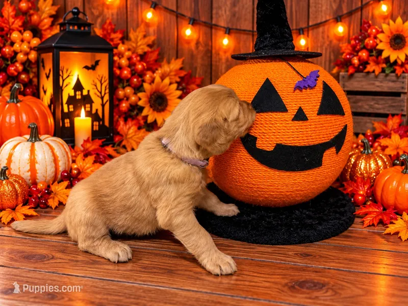 Miss Lavender – Golden Retriever puppy for sale in Geneseo, NY