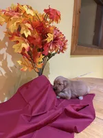 Miss Orange, a female Golden Retriever for sale in Geneseo, NY – 4 of 9
