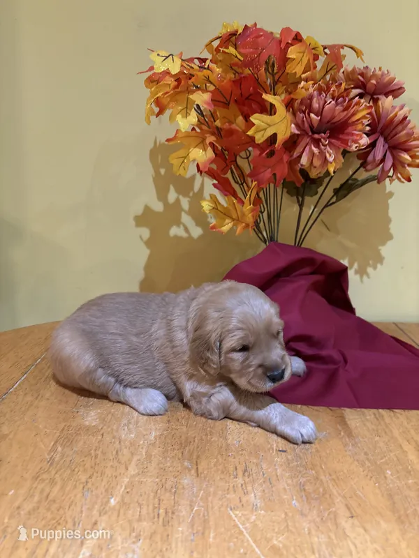 Miss Yellow – Golden Retriever puppy for sale in Geneseo, NY