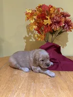 Miss Yellow, a female Golden Retriever for sale in Geneseo, NY – 1 of 9