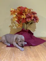 Miss Red, a female Golden Retriever for sale in Geneseo, NY – 2 of 9