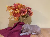 Miss Yellow, a female Golden Retriever for sale in Geneseo, NY – 4 of 9