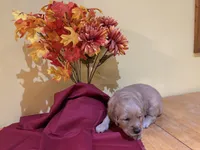 Miss Yellow, a female Golden Retriever for sale in Geneseo, NY – 2 of 9