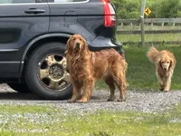 Miss Purple, a female Golden Retriever for sale in Geneseo, NY – 6 of 9