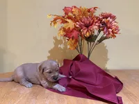 Miss Light Blue, a female Golden Retriever for sale in Geneseo, NY – 3 of 9