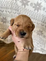 Miss Lavender, a female Golden Retriever for sale in Geneseo, NY – Photo 2 of 3