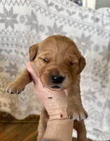 Miss Lavender, a female Golden Retriever for sale in Geneseo, NY – Photo 1 of 3