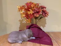 Miss Purple, a female Golden Retriever for sale in Geneseo, NY – 4 of 9