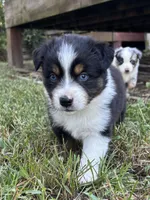 Rose , a female Australian Shepherd for sale in Johnston, SC – 2 of 2