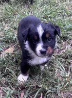 Charlie, a male Australian Shepherd for sale in Johnston, SC – 2 of 3