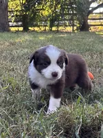 Peaches, a female Australian Shepherd for sale in Johnston, SC – 2 of 2