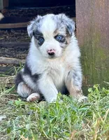 Sky Blue, a female Australian Shepherd for sale in Johnston, SC – 2 of 2
