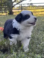 Lovie , a female Australian Shepherd for sale in Johnston, SC – 2 of 2