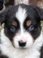 Rose , a female Australian Shepherd for sale in Johnston, SC – 1 of 2