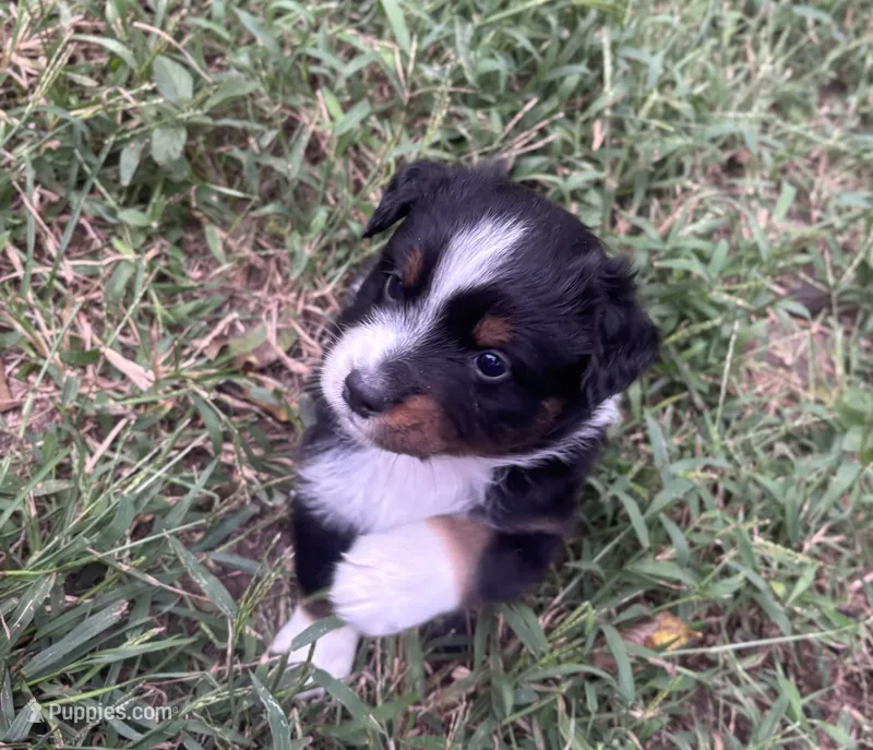 Charlie – Australian Shepherd puppy for sale in Johnston, SC
